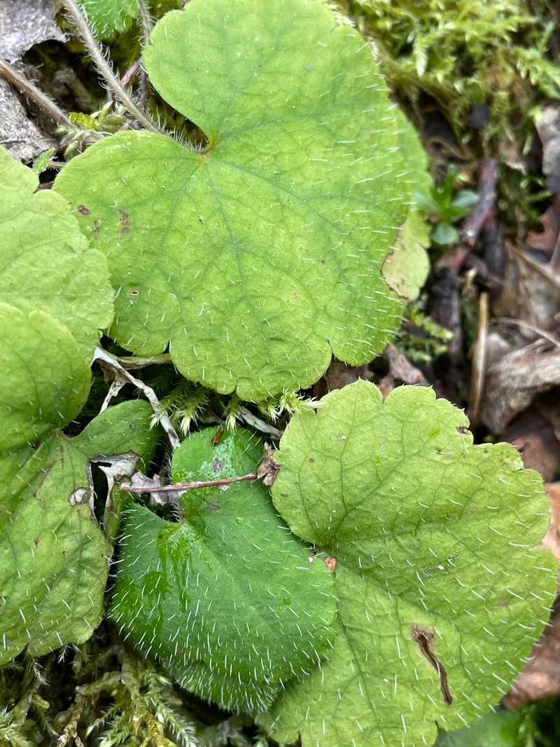 Slightstemmed Miterwort photo 4