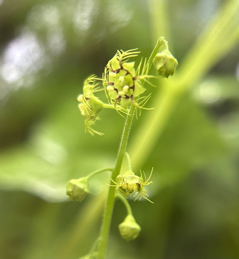 Slightstemmed Miterwort photo 5