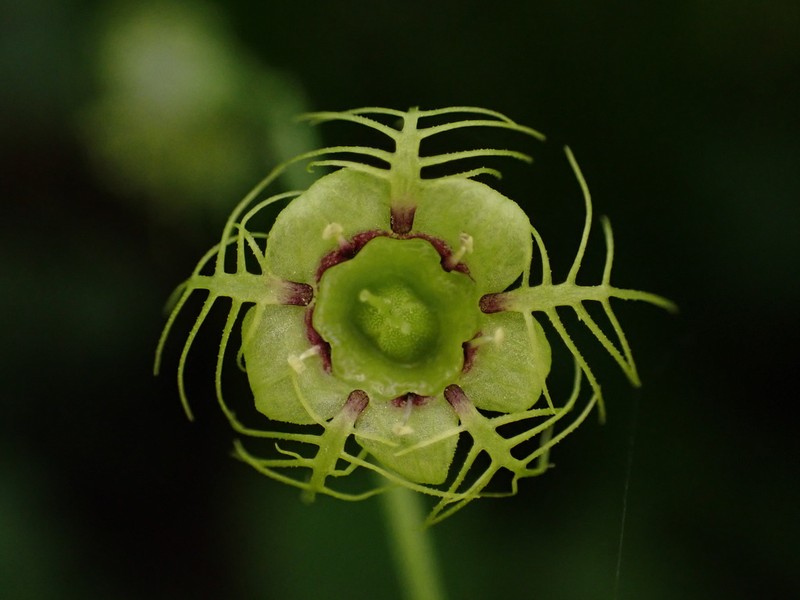 Slightstemmed Miterwort photo 6