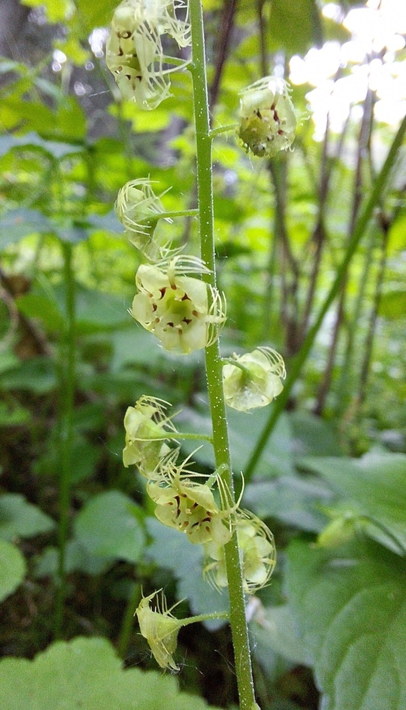 Slightstemmed Miterwort photo 7