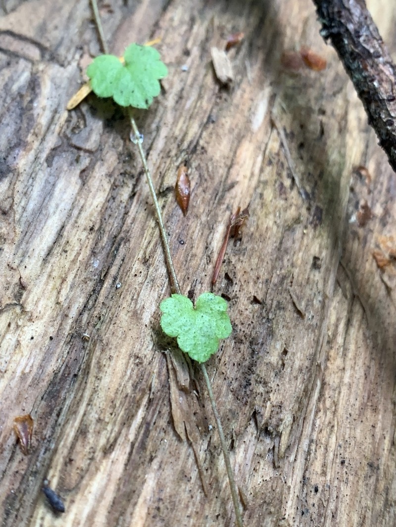 Slightstemmed Miterwort photo 8