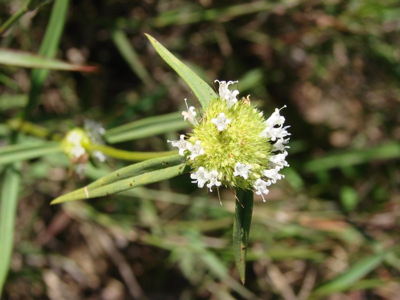 Mitracarpus frigidus