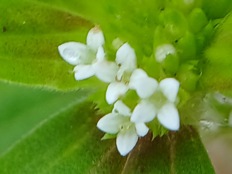 Tropical Girdlepod photo 5