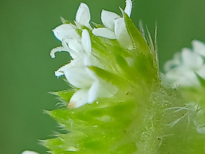 Tropical Girdlepod photo 6