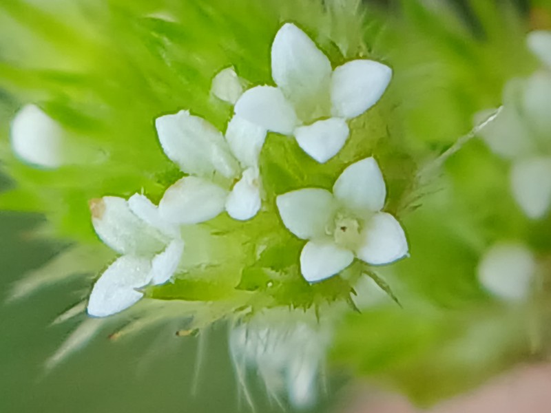 Tropical Girdlepod photo 7