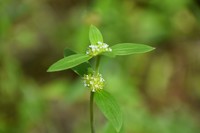 Tropical Girdlepod
