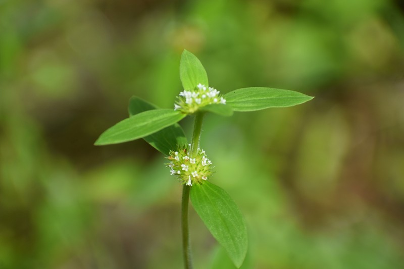 Tropical Girdlepod