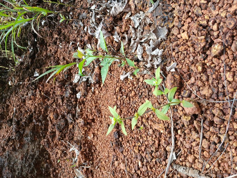 Tropical Girdlepod photo 2