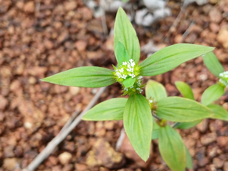 Tropical Girdlepod photo 3