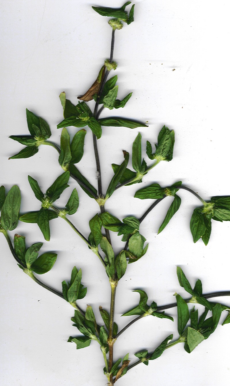 Tropical Girdlepod photo 4