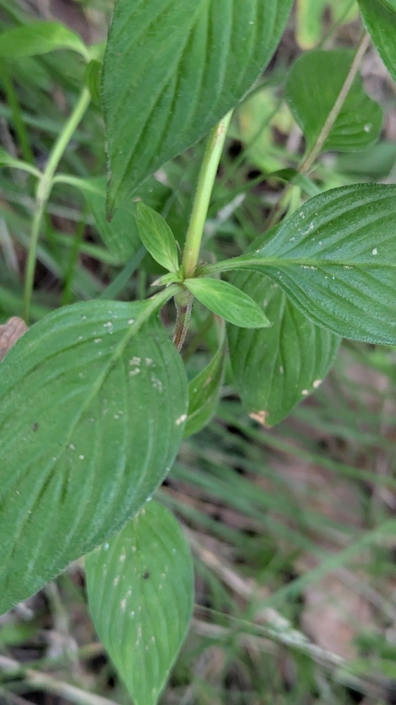 Tropical Girdlepod photo 3