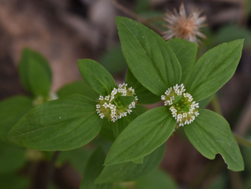 Tropical Girdlepod photo 4