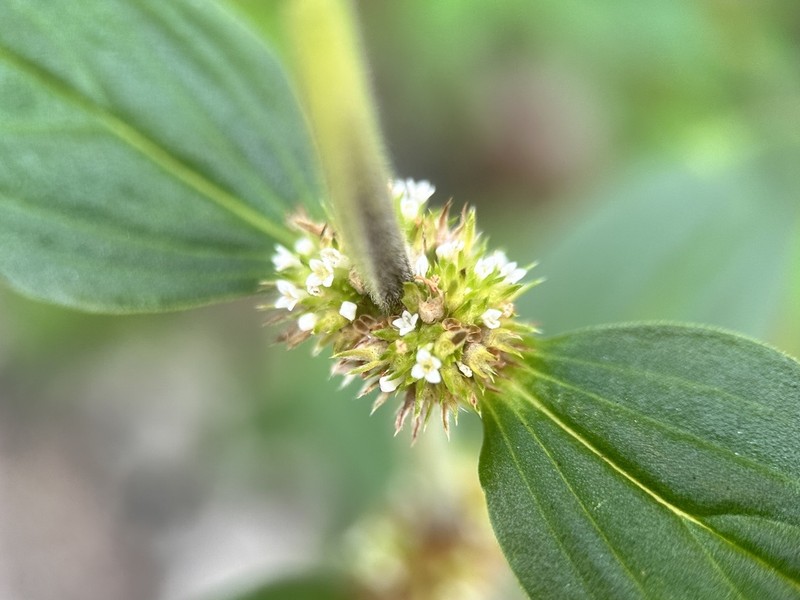 Tropical Girdlepod photo 5