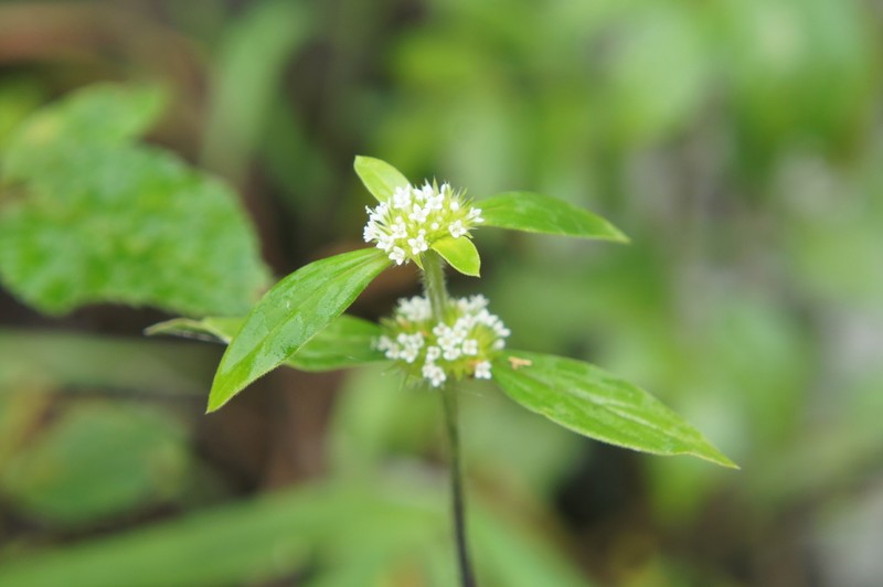 Tropical Girdlepod photo 6
