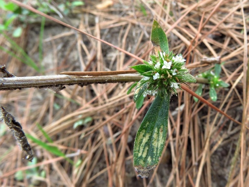 Tropical Girdlepod photo 8