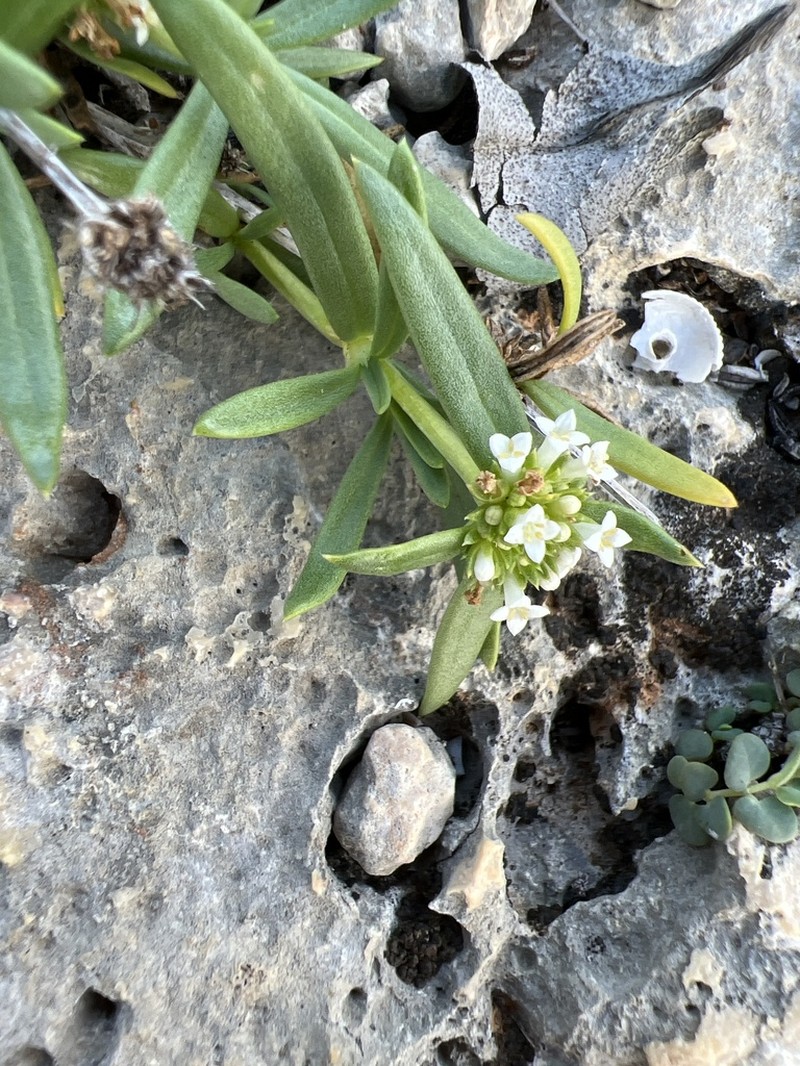 Cana Gorda Girdlepod photo 5