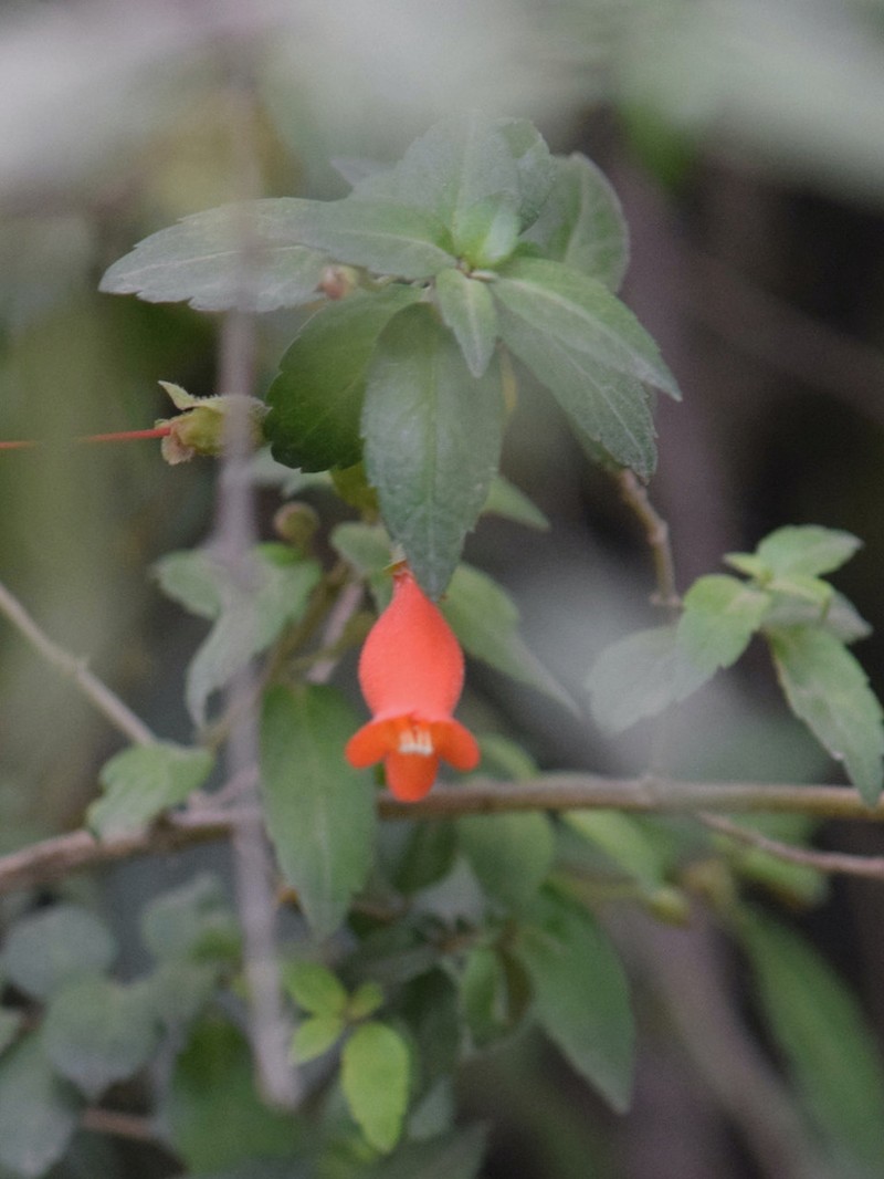 Mitraria coccinea photo 2