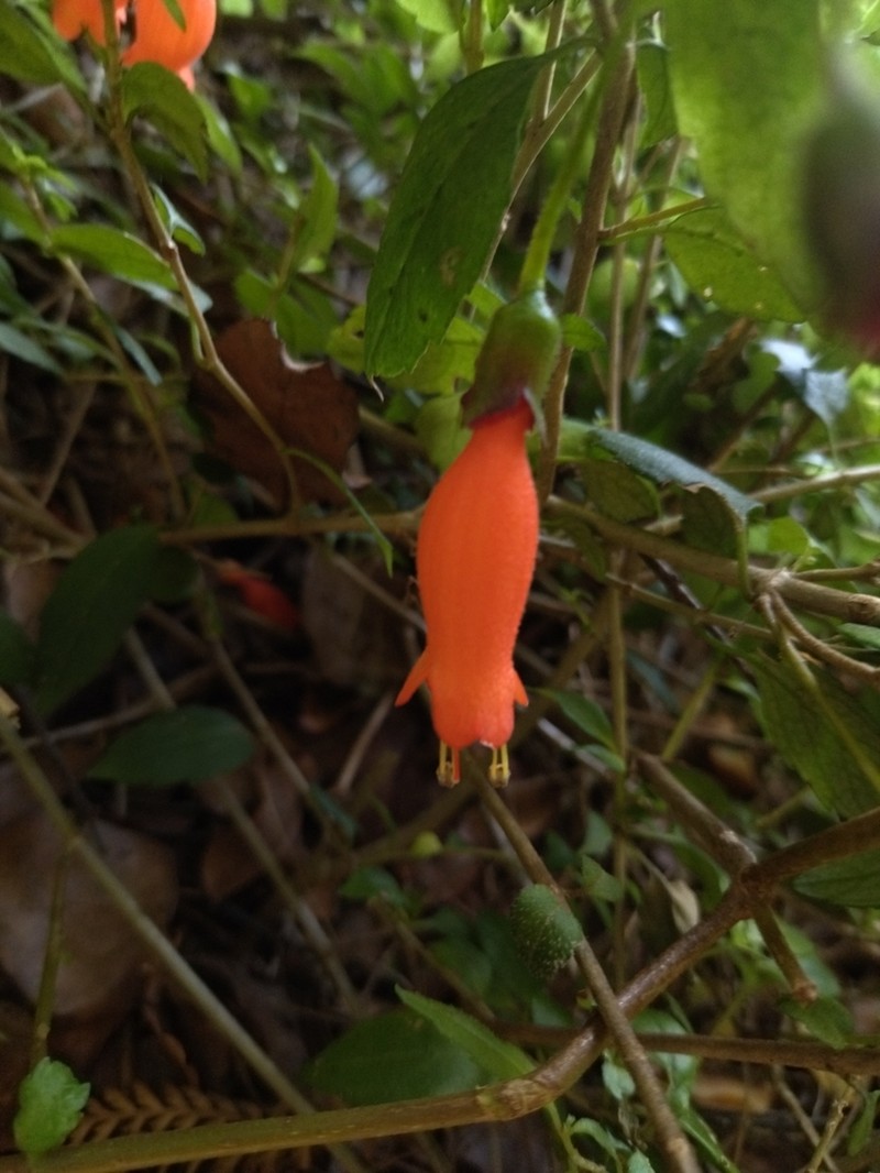 Mitraria coccinea photo 3