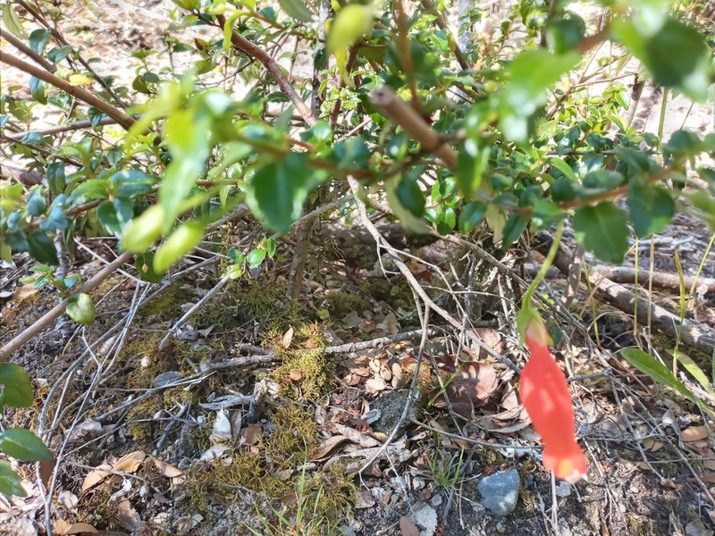 Mitraria coccinea photo 4