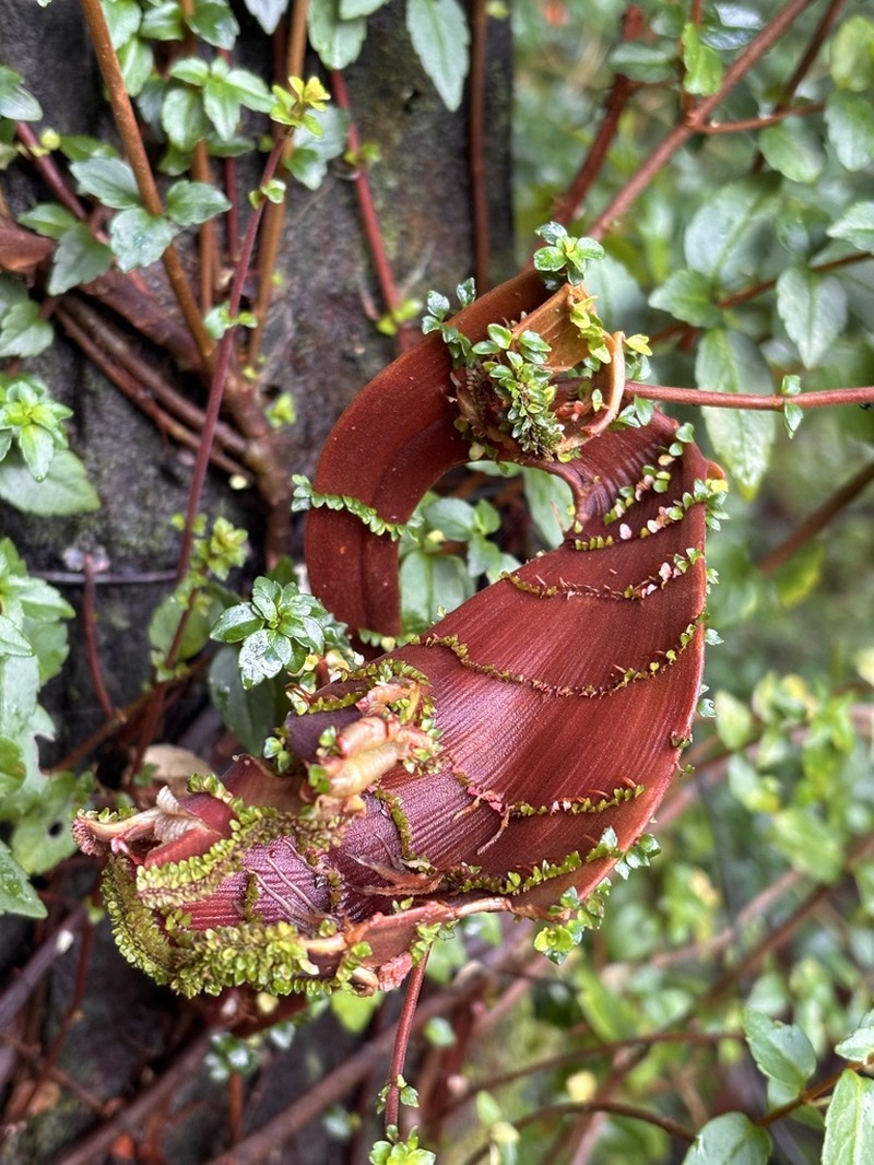 Mitraria coccinea photo 5