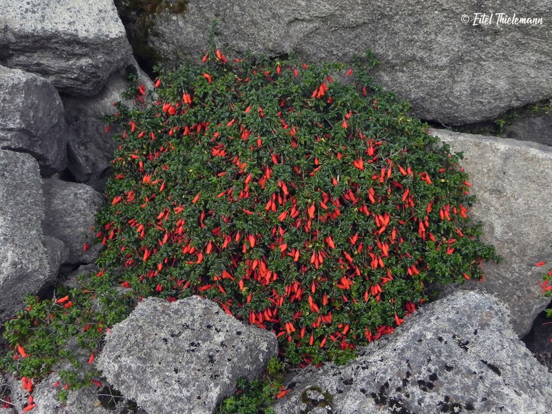 Mitraria coccinea photo 6