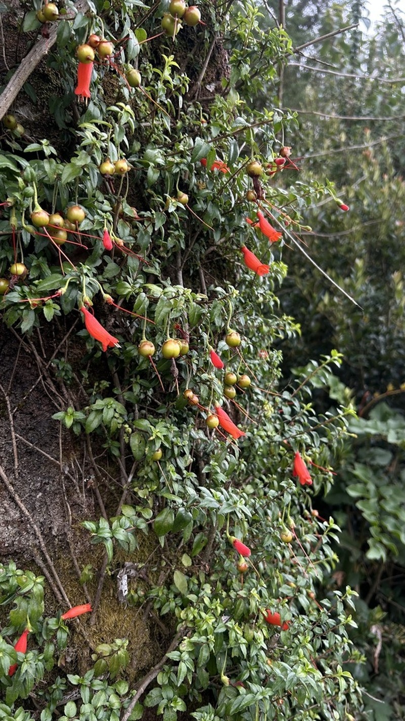 Mitraria coccinea photo 7