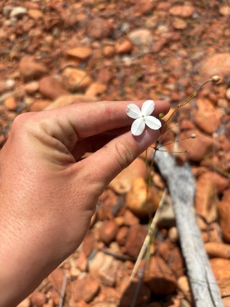 Mitrasacme nudicaulis var. nudicaulis