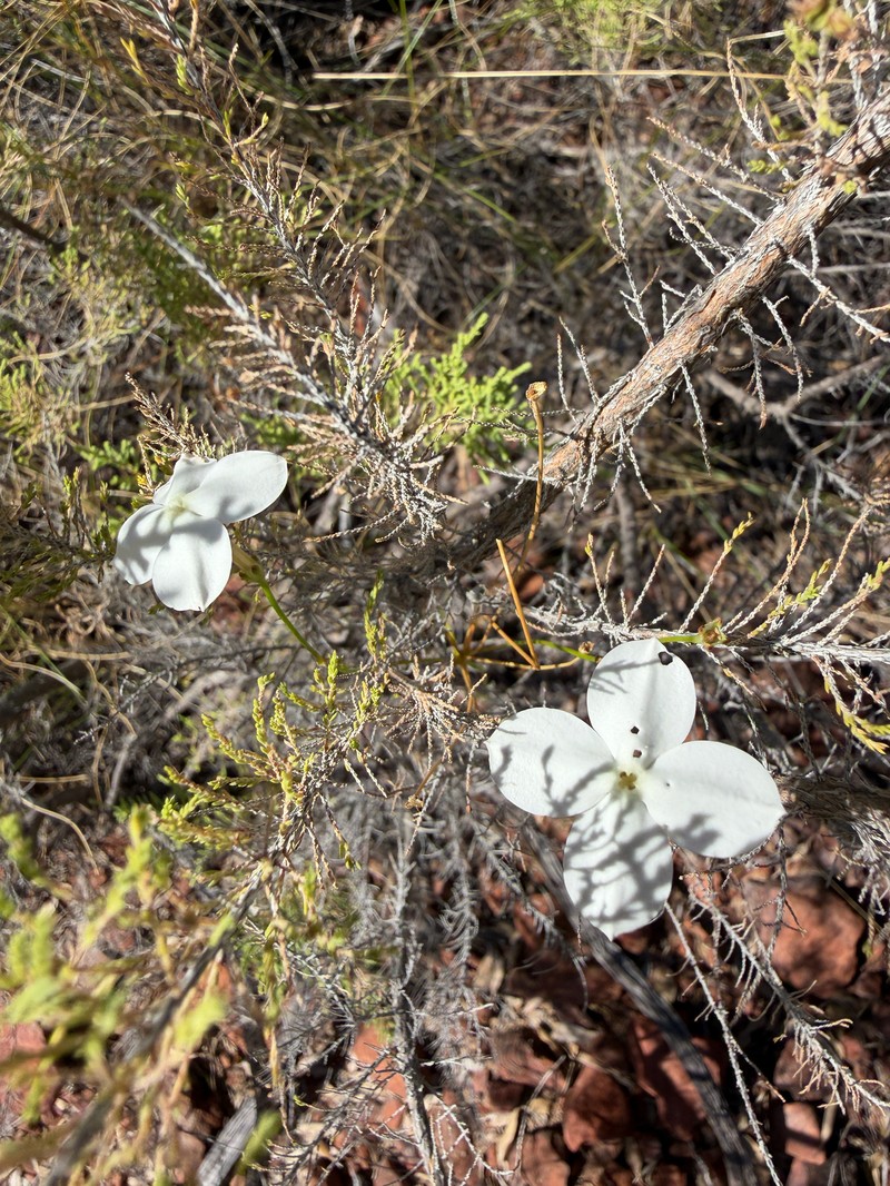 Mitrasacme nudicaulis var. nudicaulis photo 2