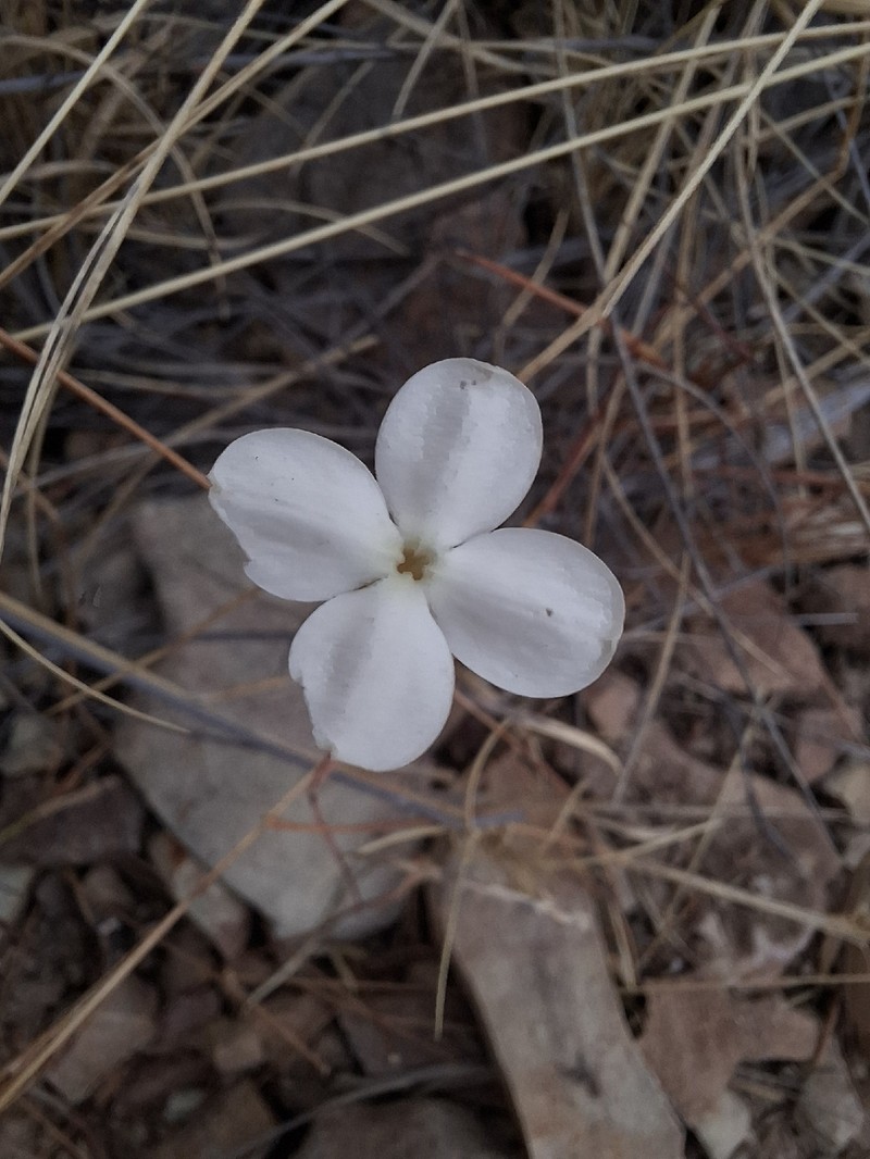 Mitrasacme nudicaulis var. nudicaulis photo 3