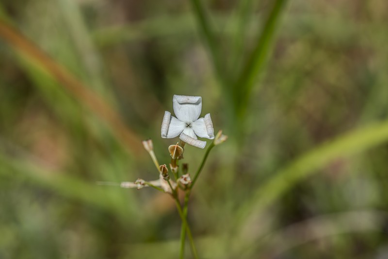 Mitrasacme nudicaulis var. nudicaulis photo 4