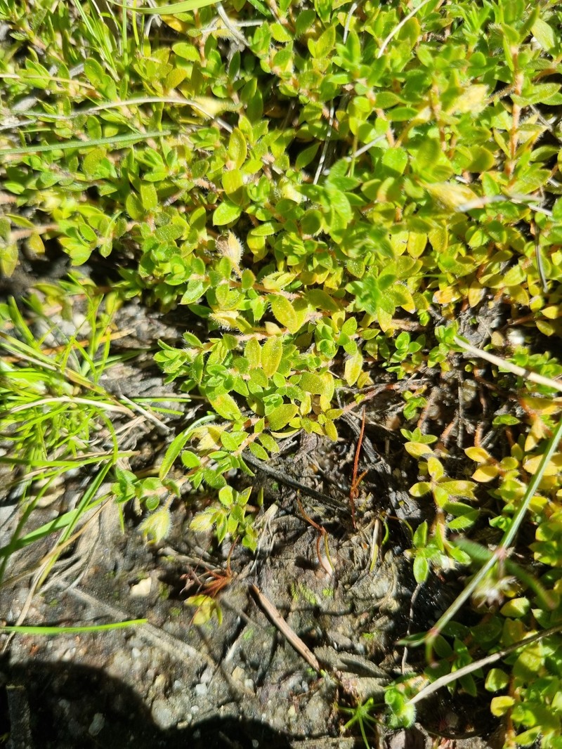Mitrasacme pilosa var. pilosa