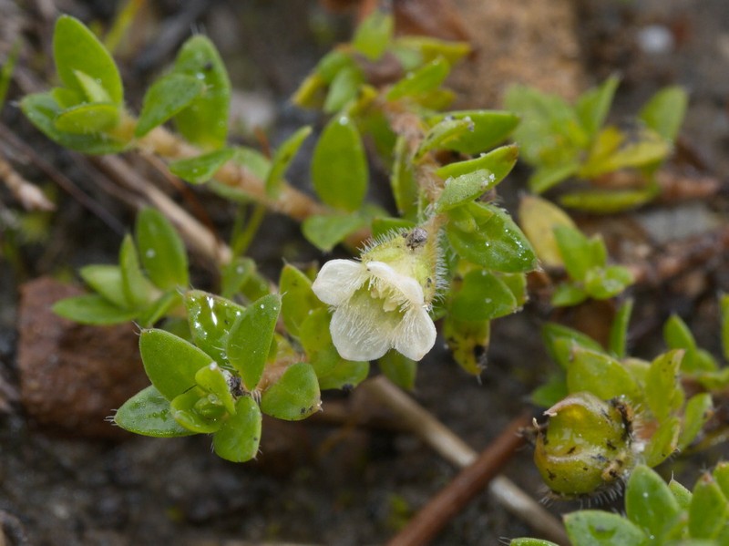 Mitrasacme pilosa var. pilosa photo 2