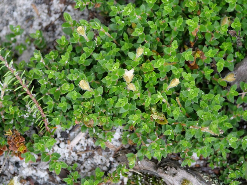 Mitrasacme pilosa var. pilosa photo 3