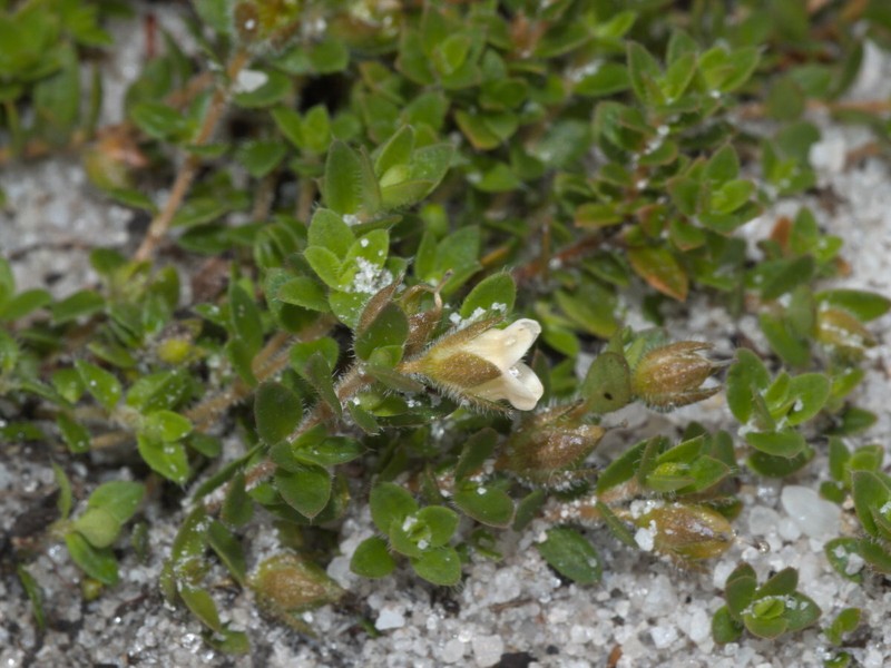 Mitrasacme pilosa var. pilosa photo 4