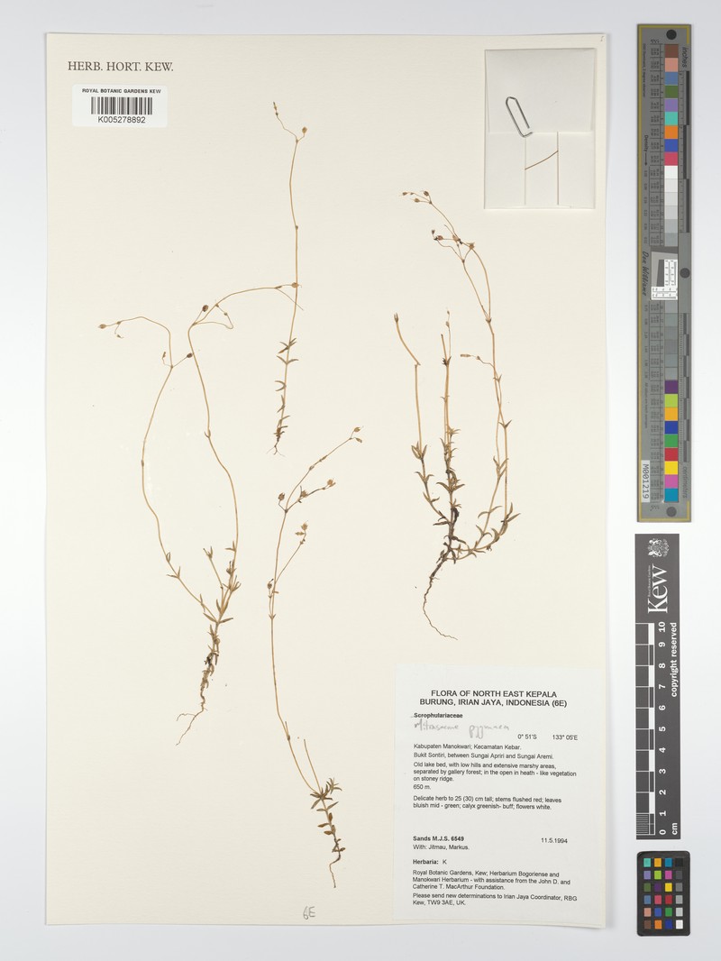Mitrasacme pygmaea var. pygmaea