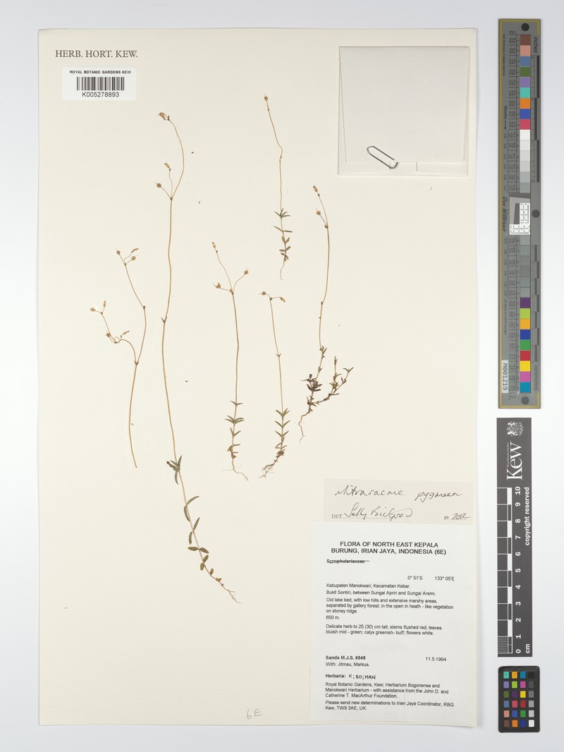 Mitrasacme pygmaea var. pygmaea photo 2