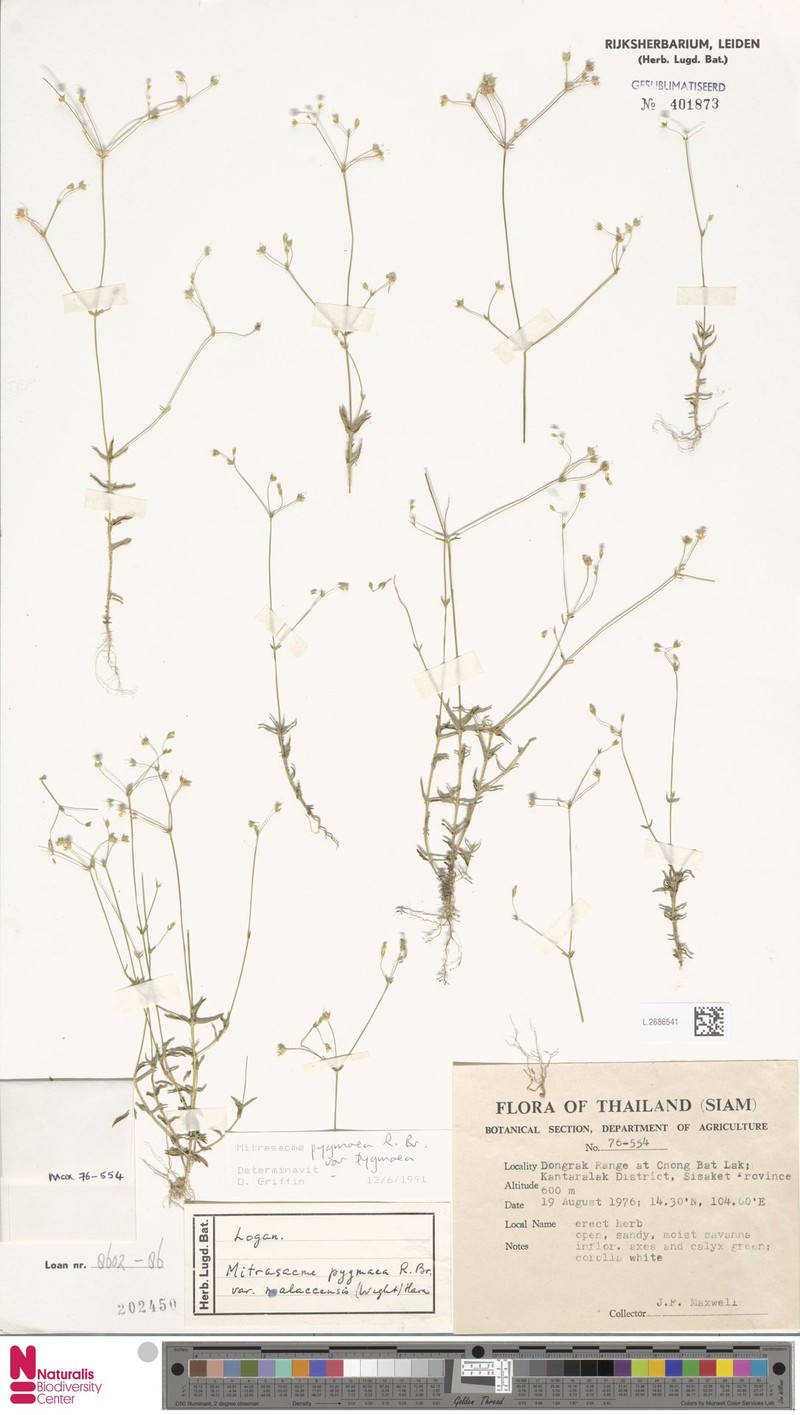 Mitrasacme pygmaea var. pygmaea photo 3
