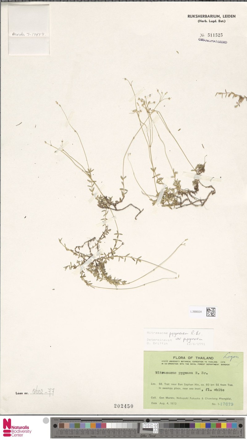 Mitrasacme pygmaea var. pygmaea photo 4