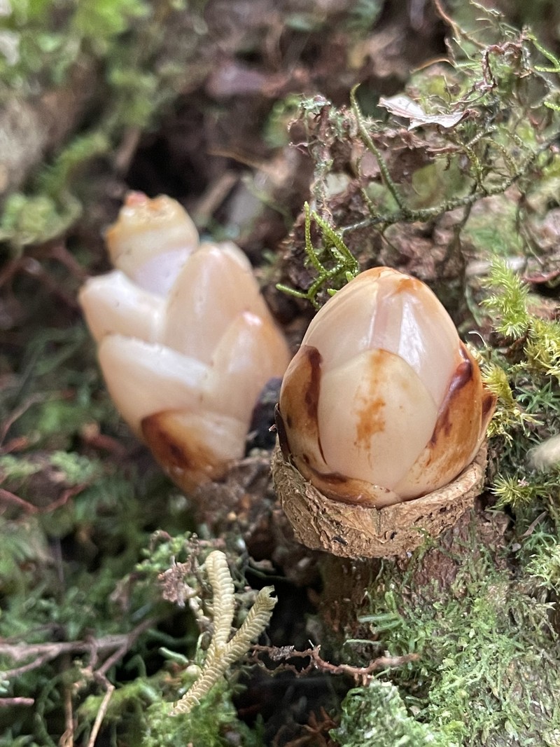 Mitrastemon yamamotoi var. yamamotoi