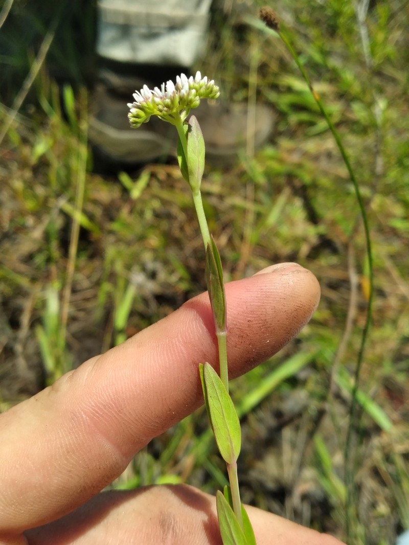 Mitreola angustifolia