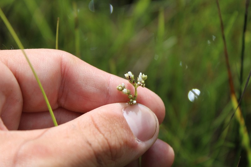 Mitreola angustifolia photo 2