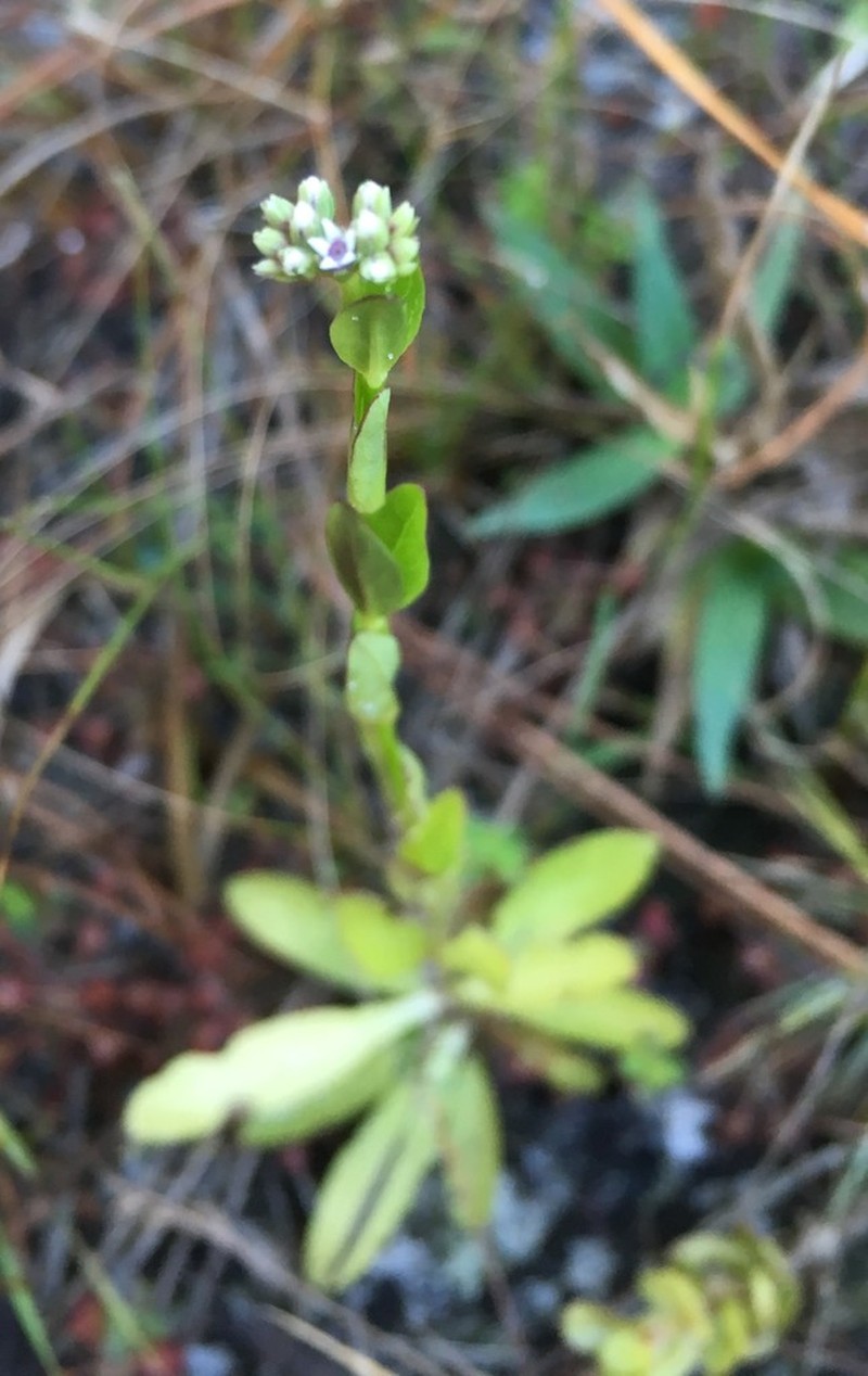 Mitreola angustifolia photo 3
