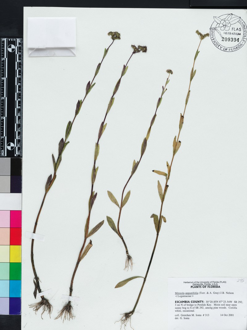 Mitreola angustifolia photo 6