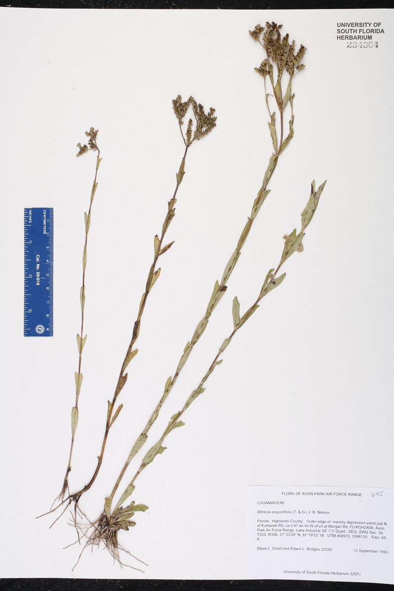 Mitreola angustifolia photo 7