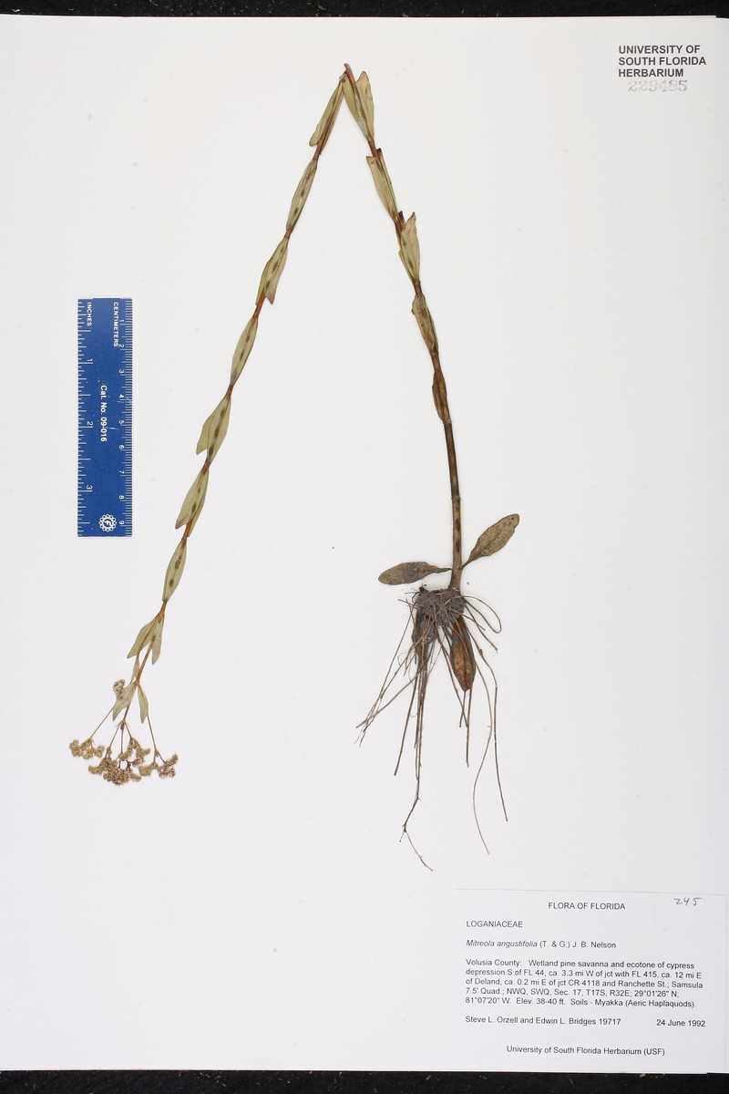 Mitreola angustifolia photo 8
