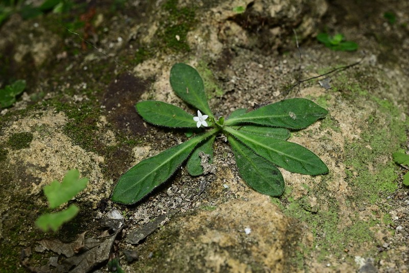 Mitreola liuyanii