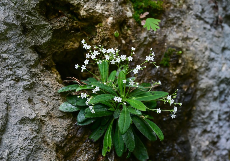 Mitreola liuyanii photo 2