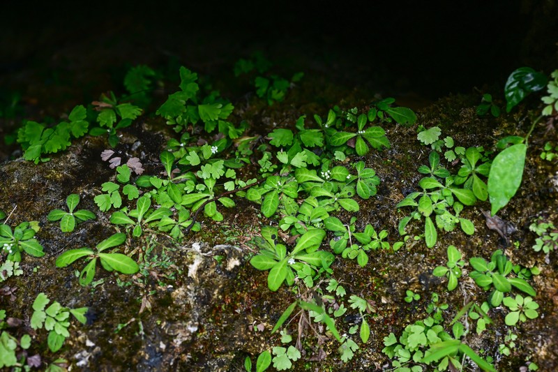 Mitreola liuyanii photo 3