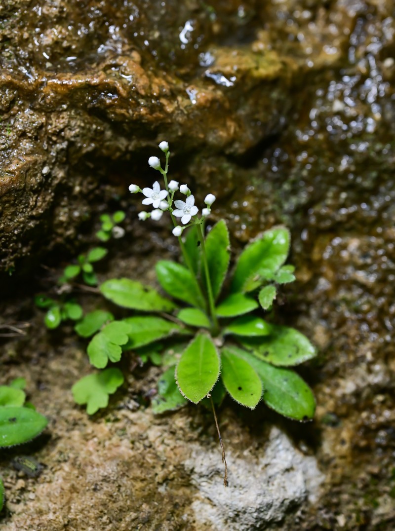 Mitreola liuyanii photo 6