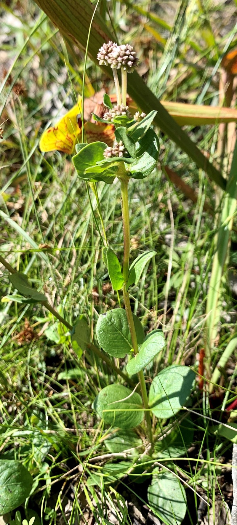 Swamp Hornpod